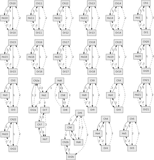 n=8时{Ho，Ch，Or}染色体的两条最相关的染色体图。灰色矩形：染色体，连接r：两条染色体之间相似性r的连接。