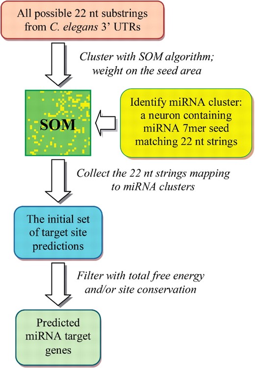 Flow chart for the miRNA target prediction using mirSOM.