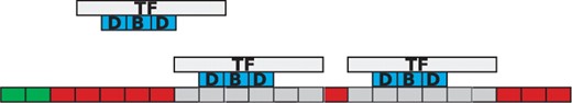 TF binding to the DNA. TF molecules bind to the DNA and mark several nucleotides as covered (grey) on: the DNA binding motif (3 bp in our example), the obstructed left side (1 bp) and the obstructed right side (2 bp). Volume exclusion is implemented, in the sense that two TF molecules cannot cover the same base pair on the DNA. The green positions on the DNA mark the positions where the free TF molecule can bind.