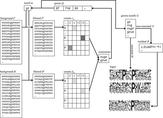 Maximal motif finder for phosphoproteomics datasets (MMFPh). The foreground and background peptides have been preprocessed to peptides of uniform length, in a fixed window around the (potential) phosphorylation sites. An iterative cycle grows motifs by testing each possible extension by fixing one more amino acid in a motif discovered in a previous cycle. In the example, we are attempting to extend the motif SP. We see among the foreground peptides containing this motif some A at −1 (indicated by the yellow cell), even more P at −2 (orange cell) and still more K at +3 (red cell). The extensions (−2, P) and (+3, K) are over-represented relative to the expected number predicted by a binomial distribution based on the filtered background, but (−1, A) is not. In general, all frequent, statistically significant extensions are added to the queue. We return all maximal motifs (those for which there is no extension), and reassess the non-maximal to find maximal residual motifs (those that are frequent and statistically significant among the peptides that do not contain their extensions)