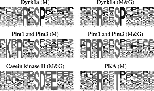 Logos for example motifs that were found by MMFPh (marked ‘M’) and sometimes GrMFPh (‘G’) in the NCI-H23 dataset and that correspond to published motifs for particular kinases