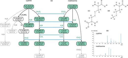 Optimal fragmentation tree alignment for cystine (11 losses) and methionine (6 losses) from the Orbitrap dataset (a). (b) Fragmentation mass spectra of cystine and methionine. The mass spectra do not share peaks. Molecular structures of cystine (c) and methionine (d). The molecular structures are not known to the alignment method. The alignment detects the common fragmentation path of formic acid–ammonia–ethylene losses and the separate ammonia branch. Additionally, it finds the methylthiol loss, which occurs at a later stage in cystine