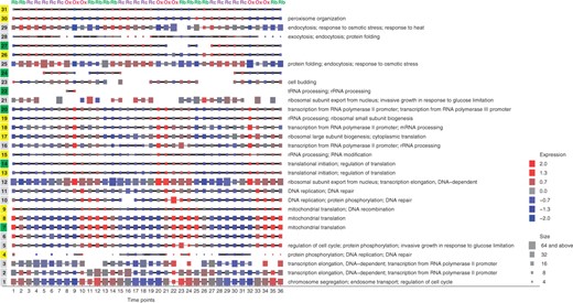 Dynamic network clustering reveals a detailed global view of periodic protein complexes during the yeast metabolic cycle. Squared nodes represent clusters matched across time points, showing only clusters having at least three genes/proteins. Cluster order: clusters are organized by peak activity in RB phase (#1 to #10), OX phase (#11 to #20) and RC phase (#23 to #31). (Color code of cluster index: predicted clusters were matched with known complexes (see the text); cluster indexes are differently color-coded by Jaccard correlation; yellow for a good match (Jaccard correlation ≥80%), green for moderate similarity (correlation ≥20% and <80%), and gray for poor overlap (correlation <20%)). Node size: number of genes/proteins contained in this cluster. Node color: average standardized gene expression level at time t. Edge width: Jaccard coefficient (or coherence) between clusters of adjacent snapshots. Gene Ontology: cluster-specific GO keywords were identified by hypergeometric tests. The right panel shows the top three enriched GO categories with P-value ≤0.05