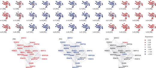 Cluster #7, mitochondrial ribosome. Top: cluster members for the 36 gene expression snapshots. Bottom: Average expression for the three YMC phases. Node color: standardized gene expression level. Gene names were colored red or blue if expression values are above 0.5 or −0.5 respectively