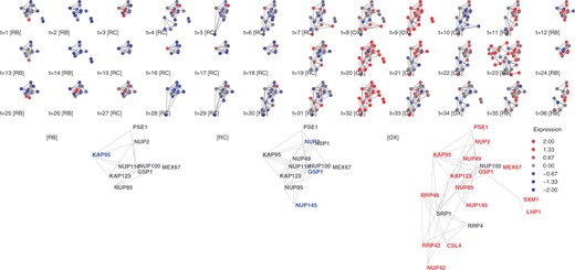 Cluster #16, nuclear pore complex. Top: cluster members for the 36 gene expression snapshots. Bottom: Average expression for the three YMC phases. Node color: standardized gene expression level. Gene names were colored red or blue if expression values are above 0.5 or −0.5 respectively