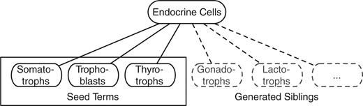 Sibling discovery example: Somatotrophs, Trophoblasts, and Thyrotrophs are known child terms of Endocrine Cells in MeSH, other children such as Gonadotrophs, Lactotrophs can be automatically found using our approach