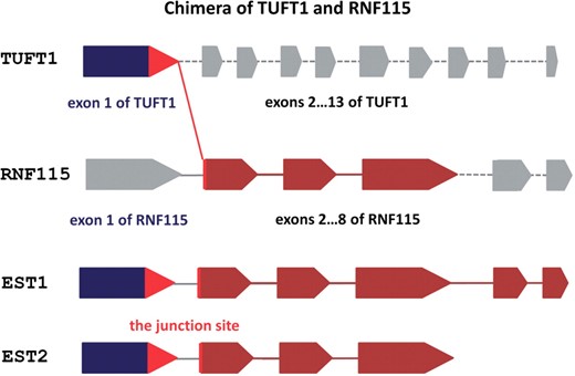 A schematic representation of the chimera of TUFT1 and RNF115. This chimera is supported by two distinct ESTs (ESTid1 = ‘CB137847.1’ and ESTid2 = ‘CB137162.1’). The corresponding exon of TUFT1 incorporated in the chimera is depicted in blue and the exons of RNF115 are in brown