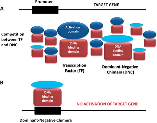 A schematic representation of the competition mechanism between the wild-type transcription factor (TF) and the dominant-negative chimera (DNC). (A). A lowly expressed DNC compete with TF. (B). As a result of the competition, the DNC binds a promoter region but cannot activate a target gene inserting dominant- negative effect.