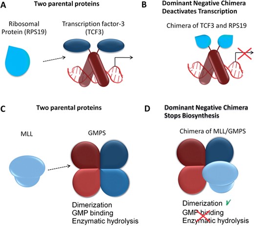Putative chimeric proteins can exert dominant negative effects. (A) Schematic view of transcription factor (TCF3) and ribosomal protein (RPS19). (B) The putative chimeric protein harnesses RPS19 to the DNA-binding domain of TCF3 and likely exerts a dominant negative effect by competing with wild type TCF3 for DNA binding. (C) Schematic view of guanine-monophosphate-synthetase (GMPS), which functions as a homodimer, and mixed-lineage leukemia (MLL). (D) The putative chimeric MLL/GMPS protein lacking a functional GMPS domain likely competes with parental GMPS to form dysfunctional heterodimers, impairing the biosynthesis regulated by GMPS