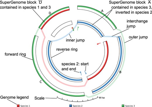 GenomeRing and its view elements. The rings of the SuperGenome are laid out in two concentric circles representing the forward resp. the reverse direction. Each genome is represented by a colored path connecting the blocks according to their order in the genome. Small flags indicate each genome's start and end position. Deletions, inversions and translocations result in jumps, either outside of the outer or inside of the inner circle (representing deletions, translocations), or between circles (representing inversions, inverted translocations). The synthetic example shown here comprises three genomes: The genome of species ‘1’ contains the blocks D and B (inverted); Species ‘2’ contains B, A (inverted), and C (inverted); Species ‘3’ contains A, C and D
