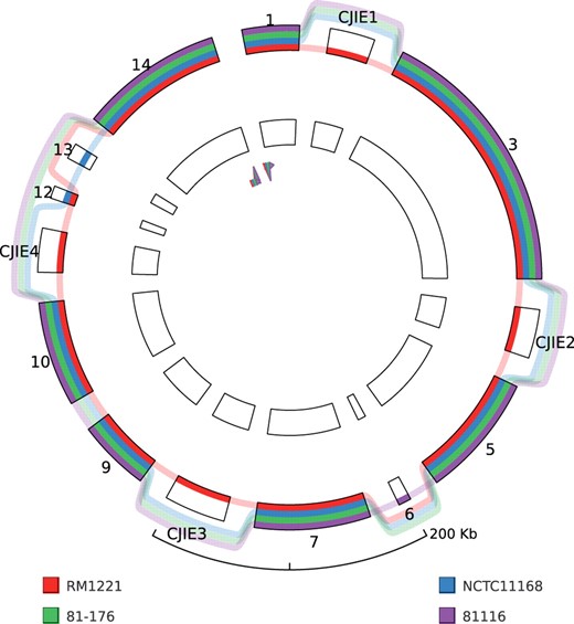 GenomeRing visualization of an alignment of four C. jejuni strains (RM1221, NCTC11168, 81-176, 81116). The four genomic islands in RM1221 (CJIE1–4) appear as insertions in the view and the blocks are labeled accordingly. For this view, the minimal block length was set to 10 kb. None of the genomes contains an inversion, thus the reverse ring is empty