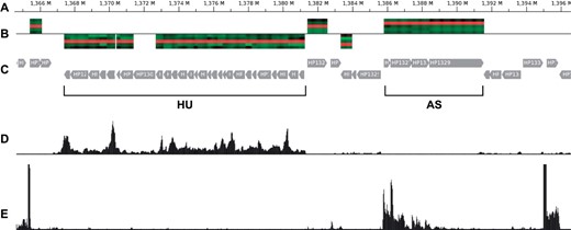 Visualization of the genomic region in H. pylori 26695 highlighted in Figure 4 using Mayday's track-based genome browser. The five tracks shown here from top to bottom are as follows: (A) genomic coordinates in the H. pylori 26695 genome; (B) locus-specific expression value heatmap of genes upregulated under HU or AS condition (forward strand: above the baseline, reverse strand: below the baseline). The heatmap shows the expression for all five experimental conditions (from top to bottom: AG, AS, HU, ML, PL); (C) visualization of protein-coding genes located in that region. The chromosomal gene clusters upregulated under the HU or AS condition are labeled by horizontal braces (not part of the genome browser visualization); (D) wiggle track for RNAseq data from the HU condition (reverse strand); (E) wiggle track for RNAseq data from the AS condition (forward strand)