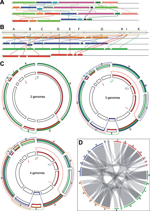 Linear versus circular view. An alignment of four genomes is shown. (A) block-based display in the style of Mauve (Darling et al., 2004) using colors to distinguish blocks and edges to link identical blocks in the aligned genomes. (B) linear representation of the SuperGenome for this example, using one color for each genome. (C) circular GenomeRing visualization of the same example, built step-by-step from the alignment, starting with two genomes. The inversion and deletion events accounting for the differences between the two genomes are very clearly visible. The third genome gives rise to new blocks by its new start/end coordinates, by a deletion (new blocks A–C), and by an insertion (new block F). The addition of the fourth, orange, genome does not induce the formation of any more blocks, but simply adds a new path. The increase in visual complexity is quite small when compared with the linear views. (D) visualization of the same alignment using Circos. Aligned blocks are connected