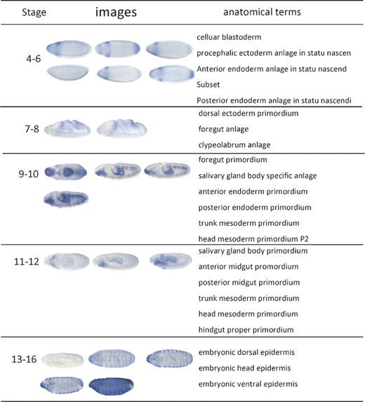 Examples of Drosophila embryo ISH images and associated anatomical annotation terms in the stages 4–6, 7–8, 9–10, 11–12 and 13–16 in the BDGP database. The darker stained region highlights the place where the gene is expressed. The darker color the region has, the higher the gene expression level is
