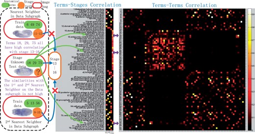 The middle part demonstrates the terms–stages correlation and the right part shows the terms–terms correlation of 79 terms. The stage unknown test data shown in the left part is classified correctly as Stage 13–16, because of the strong correlation between the predicted stage and its predicted anatomical terms and vice versa, NOT the similarity of its first and second nearest neighboring data induced from the data graph only