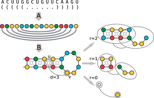 RNA secondary structure encoding and Graph Kernel Features: Top (A) The graph encoding preserves the nucleotide information (vertex labels) and the base pairs (edge labels), here depicted with different colors. (B) Additional vertices are inserted to induce features related to stacking base-pairs quadruplets (thin light gray vertices at the center of each stacking pair). Right: example of features induced by the graph kernel NSPDK for a pair of vertices u, v at distance 3 with radius 0,1,2. Neighborhood graphs are enclosed in dashed ovals