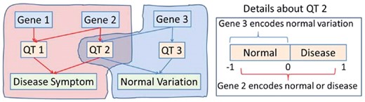 A simplified schematic example of two pathways from gene to QTs to phenotypic endpoints: the red one is disease relevant while the blue one yields only normal variation. Traditional two-stage imaging genetic strategy identifies QT 1 and QT 2 first and then Genes 1, 2, 3. Our new method will identify only disease relevant genes (i.e. Gene 1 and Gene 2); and Gene 3 would not be identified because it cannot be used to classify disease status