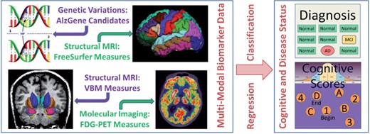 The proposed sparse multimodal multitask feature selection method will identify biomarkers from multimodal heterogeneous data resources. The identified biomarkers could predict not only disease status, but also cognitive functions to help researchers better understand the underlying mechanism from gene to brain structure and function, and to cognition and disease