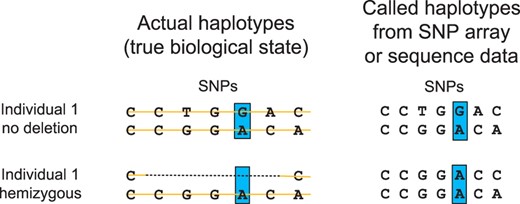 Alleles in the genomic interval of a hemizygous deletion are interpreted as homozygous by modern technologies. For example, individual 1 is correctly called heterozygous at the blue SNP position in the absence of a deletion but, if individual 1 is hemizygous, then each SNP will be called homozygous throughout the span of the deletion. This is true for SNP array (the intensities of only one probe is processed) and high-throughput sequencing technologies (sequence reads are sampled from a single chromosome).