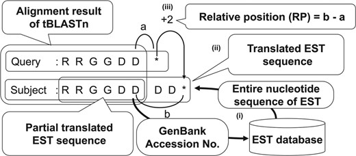 Calculation algorithm for the relative position of uORF stop codons in the third step of BAIUCAS. The illustration depicts the process to determine the relative position of the stop codons in the uORF sequences and tBLASTn-hit EST sequences. (i) Because only partial translated EST sequences are shown in the alignments of the tBLASTn search in Step 2, entire EST sequences were obtained from the GenBank EST database to determine the position of the stop codon in each EST. (ii) The entire nucleotide sequences of the ESTs were translated into amino acid sequences. (iii) The relative positions of the stop codons in the uORFs and the translated EST sequences were calculated based on the distances between each stop codon and the C-terminal amino acid residue in the sequence alignments of the tBLASTn results. The asterisks indicate stop codons