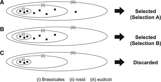 Selection of uORFs based on conservation across taxonomic categories in the fourth step of BAIUCAS. The ellipses (i), (ii) and (iii) represent the three eudicot categories defined in this study (see Methods). The filled squares in the ellipses show the tBLASTn-hit ESTs with conserved stop codons that were classified into the three categories. As illustrated in (A) and (B), we selected uORFs that had at least one tBLASTn hit in each of the three categories (Selection A) or each of the categories (i) and (ii) (Selection B). As illustrated in (C), we filtered out uORFs that had tBLASTn hits only in Brassicales