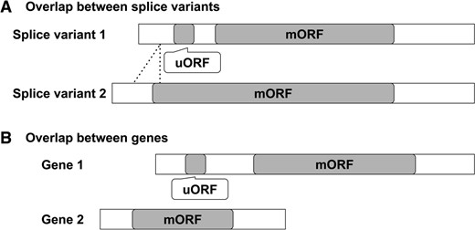 Decision algorithm for the elimination of uORFs that overlap with a CDS in the fifth step of BAIUCAS. The two types of spurious conserved uORFs removed in this step are shown: (A) uORFs with sequences that are contained within the mORF of another splice variant and (B) uORFs that overlap with the mORF of another gene