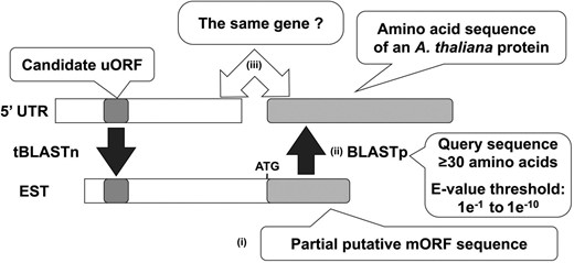 Selection algorithm for uORFs based on homology between the mORF sequences associated with the uORFs in the sixth step of BAIUCAS. The illustration depicts the process in the algorithm to determine whether a candidate uORF is conserved among homologous genes. (i) A putative partial mORF sequence was extracted from each tBLASTn-hit EST by searching for ATG codons located downstream of the conserved stop codon. We defined the longest ORF as the putative mORF, irrespective of the presence or absence of an in-frame stop codon. (ii) Using the amino acid sequences of the putative partial mORFs as query sequences, BLASTp searches were performed against the A. thaliana protein sequences in the UniProt database. (iii) If the amino acid sequence of the partial putative mORF shows similarity to an A. thaliana protein derived from the same gene as the candidate uORF, we concluded that the uORF and the EST were derived from homologous genes
