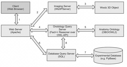 VFB架构。该应用程序由一个与web服务器通信的轻量级客户端（左上角）组成。然后，web服务器将请求中继到成像服务器或查询服务器。成像服务器从Woolz 3D对象（2、3）生成高分辨率2D图像部分。本体查询服务器负责处理针对解剖本体（4,5）运行的简单和复杂解剖查询。数据库查询服务器处理对底层实验数据库的查询（6）。由于数据注释和查询是针对解剖术语进行的，因此首先要求Ontology Server检索相关解剖术语的列表（8），然后根据该列表（7）查询SQL数据库。这里的摘要介绍了最简单的场景，因为我们可以运行数据源的多个链接实例或提高图像数据交付的效率。