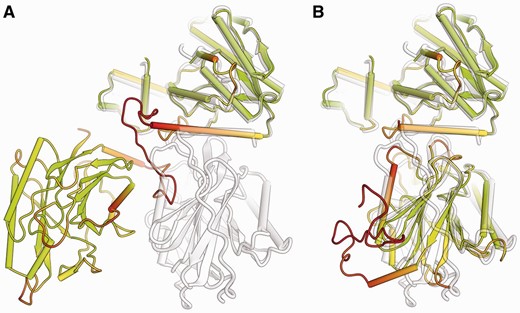 Comparison of predicted protein structure model with its reference structure for CASP target T0542. The target structure (shown in gray) consists of two domains. In (A), a predicted model (TS236, in color) is shown in full length, with the first domain superposed to the target. For graphical illustration, (B) shows the two domains in the prediction separated according to CASP AUs and superposed individually to the target structure. In both panels, the model is colored according to full-length lDDT scores following a traffic-light-like red-yellow-green gradient, with red corresponding to low values of the lDDT, green to high values and yellow to average values. As superposition-free method, lDDT is insensitive to relative domain orientation and correctly identifies segments in the full-length model deviating from the reference structure