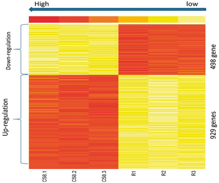热图。行中有1427个基因在年轻肿瘤之间差异表达（接种后6d），对照茎和列中有三个对照（参考）茎重复（右侧）和三个年轻肿瘤重复（左侧），其中498个基因在C58菌株中相对于对照茎下调，和929在C58菌株中相对于对照秸秆上调。黄色是最低的表达式值，深红色是最高的表达式值