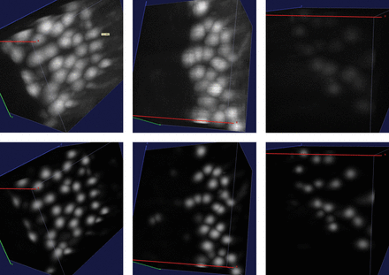 More examples of semantic deconvolution (substacks not included in the training set). Top: original images. Bottom: results of semantic deconvolution. Best viewed by zooming in a computer screen