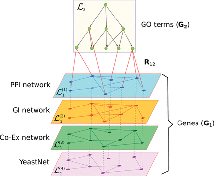 Schematic representation of datasets used in this study. Two types of objects are represented: genes interconnected via four types of interaction networks (PPI, GI, Co-Ex and YeastNet) and GO terms interconnected via directed semantic relations from GO hierarchy