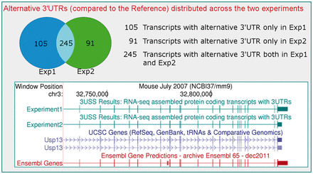 Some results in case of two RNA-seq experiments (see Help page and Suppl. mat. for full information). A Venn diagram illustrates how the transcripts with alternative 3 ′ UTRs are distributed across the two experiments. An example of the graphical view of the assembled transcripts (in dark green) with specific 3 ′ UTRs in different experiments is obtained through the links to the UCSC Genome Browser ( http://genome.ucsc.edu )