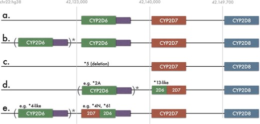 Five known CYP2D6 gene arrangements. The reference strand of human genome was used in all cases. Various number, including zero, of CYP2D6 copies is allowed within the parenthesis. (a) CYP2D6 non-duplicated arrangement consisting one copy of each of CYP2D6, CYP2D7 and CYP2D8. Purple rectangle represents CYP2D6 untranslated region. This region contains several variations important for the detection of some CYP2D6 alleles; (b) typical CYP2D6 duplication arrangement; (c) the deletion arrangement, indicating the absence of CYP2D6 (denoted as *5 allele); (d) CYP2D6/2D7 fusions (*13 family of alleles) lacking CYP2D7. Variable number of copies of CYP2D6 gene might precede fusion alleles; (e) CYP2D7/2D6 fusion cases with presence of CYP2D7. Variable number of copies of CYP2D6 gene might precede fusion alleles in this case as well