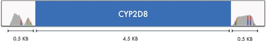 The coverage of the reads mappable to the CYP2D6 and/or CYP2D7 genes is depicted in grey on the flanking regions of CYP2D8 (blue strip). Only two small 0.5 KB regions on the sides accept CYP2D6 and/or CYP2D7 reads