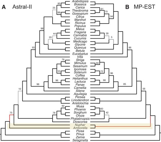 根据Xi等人（2014）的被子植物数据集计算的物种树比较。MP-EST和ASTRAL-II在Amborella的位置上有所不同；连接树符合ASTRAL-II
