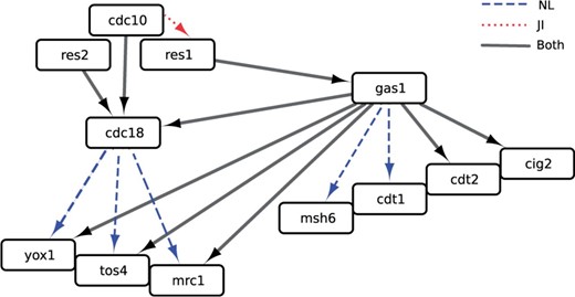 A small sub-network of the Schizosaccharomyces pombe cell cycle network inferred using OCSI (Framework 2). This network was able to recapitulate known aspects of the S.pombe cell cycle network including relationships among Res1 (SPBC725.16), Res2 (SPAC22F3.09c), Cdc10 (SPBC336.12c), Yox1 (SPBC21B10.13c), Tos4 (SPAP14E8.02) and Mrc1 (SPAC694.06c), and predicts a novel role for Gas1 (SPAC19B12.02c) as a key regulator of Yox1, Tos4(SPAP14E8.02), Mrc1, Cig2 (SPAPB2B4.03), Cdt1(SPBC428.18), Cdt2 (SPBC11B10.09) and Msh6 (SPCC285.16c), among others. Here, we also indicate if connections were found from NL (dashed edges), JI (dotted edges) or both (solid edges)