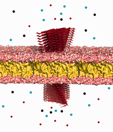 Oligomer toxicity. Amylin amyloid oligomers (red) permeating the cell membrane and disrupting the tightly controlled flow of ions through the membrane. Figure created with PyMol (Schrodinger, 2010)