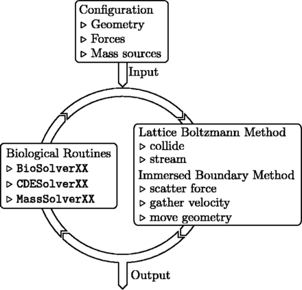 求解器中的迭代处理。启动时，库加载用户提供的配置文件（包含全局仿真参数、初始几何体、初始力）。在每次迭代过程中，库的类SimulationRunner（参见图3A）依次调用物理例程（用于求解流体和反应-平流-扩散过程的Lattice Boltzmann方法，以及用于求解流体-结构相互作用的浸没边界法）和生物程序（受生物驱动的几何形状的重新排列、力的修改等）。当前配置和可选的整个解算器状态可以以选定的频率保存