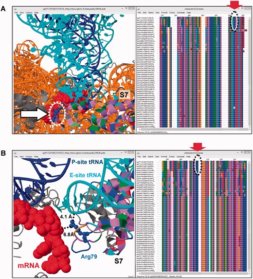 A concrete example of linking sequence alignments and structure information of a ribosomal protein, as part of the multi-proteinsubunit 70S ribosome. (A) Global view of the structure with protein S7 (small ribosomal subunit, 30S) interactively linked with the sequence alignment. The mRNA and tRNAs are indicated in red and blue, respectively. (B) In the example given, ribosomal protein S7 is localized on the structure window with the backbone chain residues labeled according to the residue color code in the sequence window. The solvent-exposed and conserved residue Arg 79 is highlighted in red as a good candidate for interactions with mRNA bound in the 30S platform region. mRNA and tRNAs are colored in red, blue and cyan respectively. For simplicity, ribosomal rRNAs and the 50S ribosomal subunit are not shown