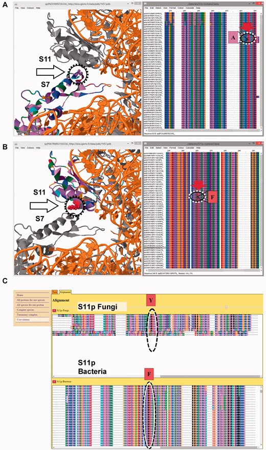 Example of coevolution study between ribosomal S7 and S11 proteins using IBiSS. (A) Global view of the ribosome structure with the S7 protein interactively linked with the corresponding sequence alignment. (B) Global view of the ribosome structure with the S11 protein interactively linked with the corresponding sequence alignment. (C) The selection of sequences of the multi-sequence alignment based on taxa reveals a coevolution at the interface between proteins S7 and S11. In protein S11, a phenylalanine (B) residue conserved in bacteria (label ‘F’) is replaced by a tyrosine (label ‘Y’) conserved in fungi; within a 3 Å distance, in protein S7, an alanine (A) residue is replaced by a serine residue, suggesting an additional hydrogen bond between protein S7 and S11 in fungi. With the IBiSS tool, this analysis is quick and easy thanks to its integrated database