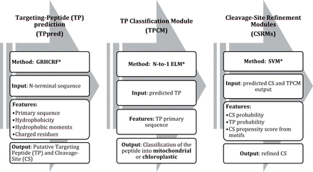 The general architecture of TPpred3. For details see Sections 2.3.1, 2.3.2 and 2.3.3, respectively. *GRHCRF, Grammatical Restrained Hidden Conditional Random Field; N-to-1 ELM, N-to-1 Extreme Learning Machines; SVM, Support Vector Machine