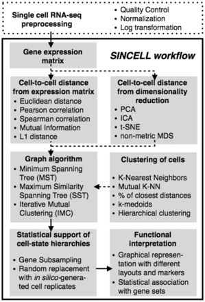 Overall workflow for the statistical assessment of cell-state hierarchies implemented by the Sincell R package. Dashed arrows correspond to optional steps in the analysis