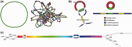 Examples of Bandage visualization (a) Left, ideal bacterial assembly (single contig); right, poor assembly with many short contigs. (b) Left, zoomed-in view of Salmonella assembly; repeated sequences (blaTEM and insertion sequence) appear as single nodes with multiple inputs and outputs. Node widths are scaled by read coverage (depth). Right, underlying gene structure deduced from Bandage visualization. (c) 16S rRNA region of a bacterial genome assembly graph, highlighted by Bandage’s integrated BLAST search. Nodes are labelled with their ID numbers and their widths are scaled by coverage. Even though the 16S gene failed to assemble into a single node, the user can manually reconstruct a complete dominant gene sequence from this succession of nodes: 175, 176, 64, 65 and 190