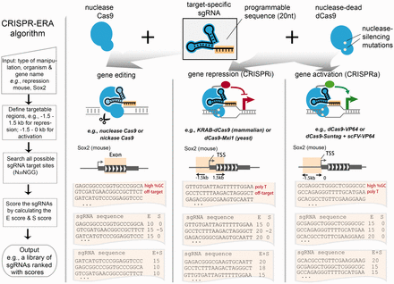 CRISPR-ERA workflow and example. The CRISPR-ERA algorithm takes input information, including types of genome manipulation, organism, and gene name or genome location, and then computes and evaluates sgRNAs within the targeted genome region. By default, for editing, the algorithm chooses sgRNA sequences within coding region; for repression, the algorithm computes sgRNA binding sites within a 3 kb region centered at TSS (or the sense strand of the 5′ end of the gene for bacteria only); for activation, the algorithm computes sgRNA binding sites up to 1.5 kb upstream of TSS. In this figure, mouse gene Sox2 is shown as an example. E, efficacy score; S, specificity penalty score (Supplementary Methods)