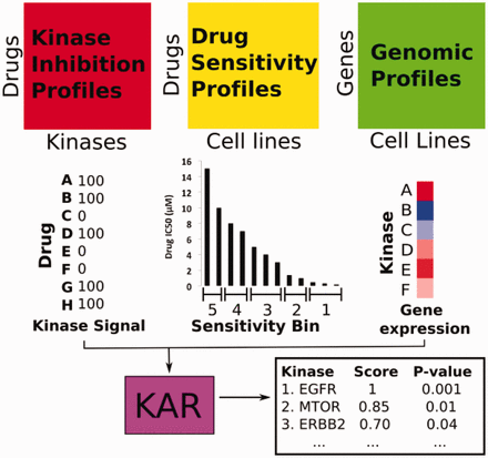 Kinase Addiction Ranker (KAR) algorithm overview. KAR integrates drug sensitivity, kinase inhibition, and gene expression data to generate a ranked list of kinase targets associated with drug sensitivity. Kinase targets for each drug screened in a cancer sample are scored based on the sensitivity of the drug