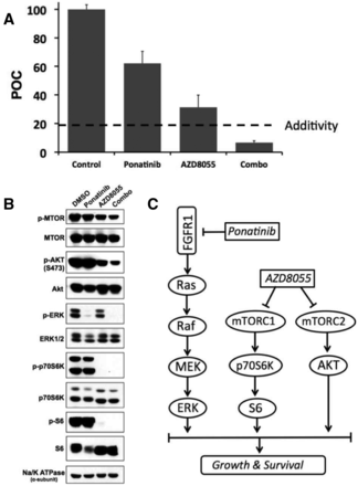 Experimental validation of KAR prediction of FGFR1 and mTOR dependence for lung cancer cell line H1581. (A) 10 nm ponatinib (FGFR inhibitor) and AZD8055 (mTOR inhibitor) were applied to H1581 cells and cell proliferation was measured with the CYQUANT assay kit. The combination of ponatinib and AZD8055 was synergistic by Bliss Independence (Additive prediction = 19.4%, Actual = 6.7%). Bar graphs display mean percent of control (POC) +/− SEM (B) Western blots showing changes in signaling with ponatinib, AZD8055, and the combo. Ponatinib decreases ERK1/2 activation and AZD8055 decreases signaling downstream of mTOR. (C) Signaling network diagram for pathways targeted by ponatinib and AZD8055 in H1581
