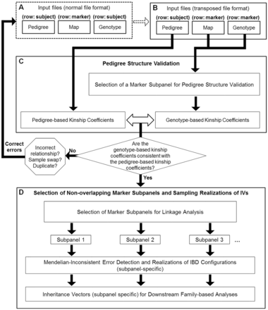 Schematic diagram of PBAP. (A and B) Input files that are in the normal file format are first converted to the transposed file format. (C) Relationship or pedigree errors are identified. (D) One or more non-overlapping marker subpanels suitable for linkage analysis may be selected from the dense panels. The IVs for each marker subpanel are sampled by gl_auto of the MORGAN package (Thompson, 2011)