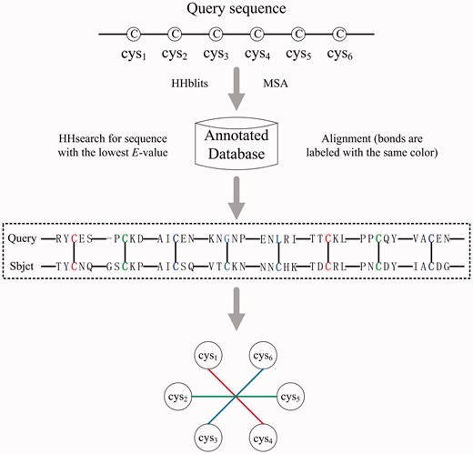 Flow chart of sequence alignment-based confident bond detector. By searching the query sequence against an annotated database of disulfide bonds, a confident bond is assigned between two cysteines when the following two conditions are satisfied: (1) their corresponding aligned residues are both cysteines, and (2) the two cysteines in the annotated sequence (Sbjct) form a disulfide bond. The detected confident bonds will be eliminated from the decision graph to reduce the problem order