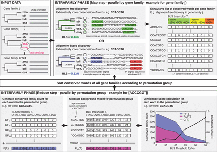Overview of BLSSpeller. The input consists of homologous promoter sequences grouped into gene families. During the intrafamily phase, conserved words are exhaustively enumerated for each gene family individually. A word is considered to be conserved in a gene family if its branch length score (BLS) exceeds threshold T. Multiple BLS thresholds Ti can be used in a single run. In the alignment-free mode, the BLS of a word is computed irrespective of its orientation or relative position within the promoter sequences. Alternatively, in the alignment-based mode, words must appear aligned in the multiple sequence alignment. During the sorting phase, conserved words of all gene families are sorted according to permutation group, i.e. words with the same length and base content are grouped together. In the interfamily phase, permutation groups are handled individually. First, for each word, the conserved family count F(Ti), i.e. the number of gene families in which the word is conserved with BLS ≥Ti, is established for all BLS thresholds Ti. Next, a background model Fbg(Ti) is created by selecting the median value of the conserved family count of a large number of randomly generated instances of the permutation group, again for each threshold Ti. Finally, a confidence score C(Ti) is computed for each Ti. Words for which F(Ti)≥Fthres and C(Ti)≥Cthres for any threshold Ti are considered to be genome-wide conserved motifs and are retained